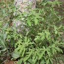Image of Cissus palmatifida (Bak.) Planch.