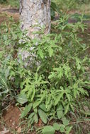 Image of Cissus palmatifida (Bak.) Planch.