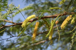 Слика од Prosopis juliflora (Sw.) DC.