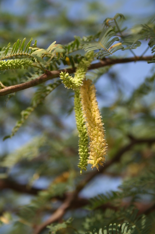 Image of mesquite