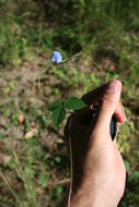 Image of Vigna racemosa (G. Don) Hutch. & Dalziel