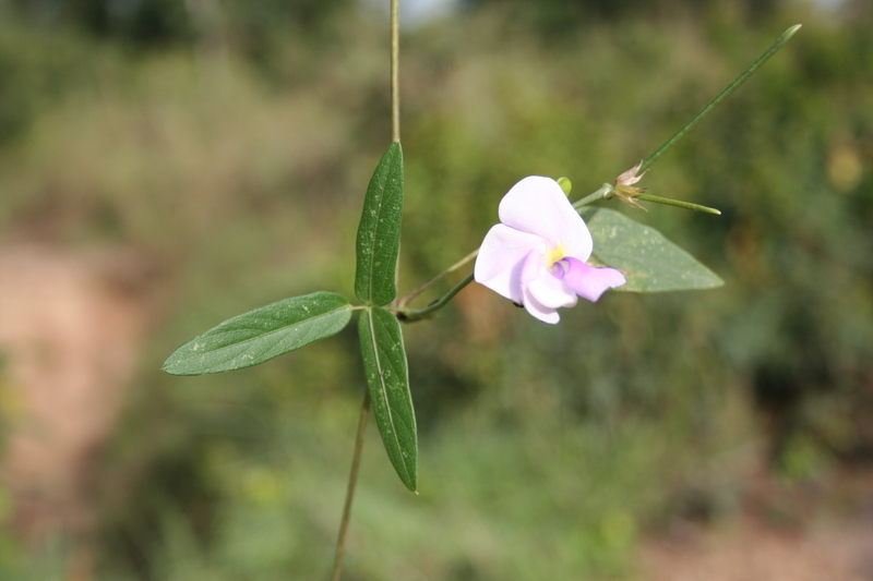 Слика од Vigna vexillata (L.) A. Rich.