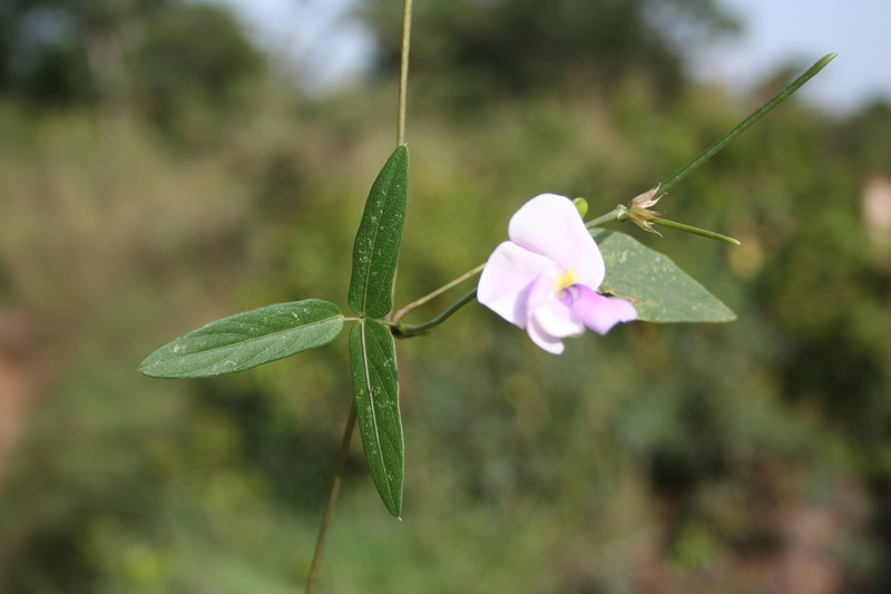 Слика од Vigna vexillata (L.) A. Rich.