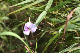 Слика од Vigna vexillata (L.) A. Rich.