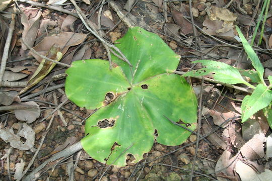 Image of Costus spectabilis (Fenzl) K. Schum.