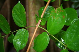 Image of Cremaspora triflora (Thonn.) K. Schum.