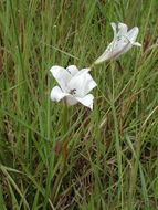 Слика од Crinum nubicum L. S. Hannibal