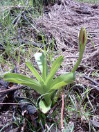 Image of Crinum ornatum (Aiton) Herb.