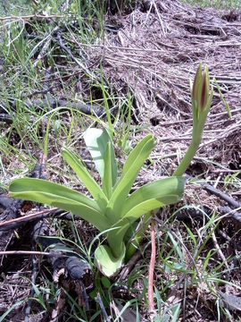 Crinum ornatum (Aiton) Herb. resmi