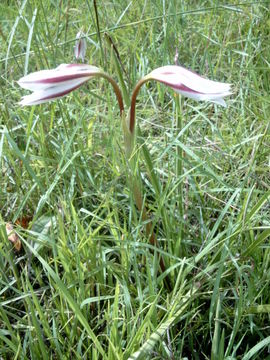 Imagem de Crinum ornatum (Aiton) Herb.