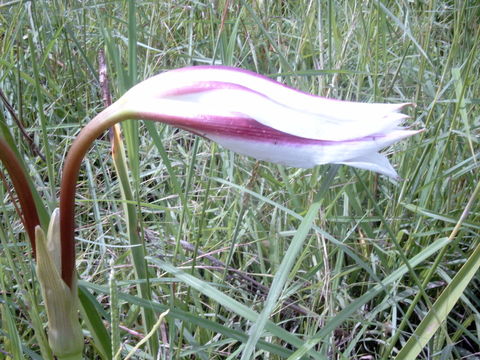 Imagem de Crinum ornatum (Aiton) Herb.