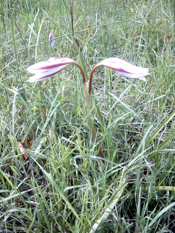 Imagem de Crinum ornatum (Aiton) Herb.