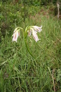 Image of Crinum ornatum (Aiton) Herb.