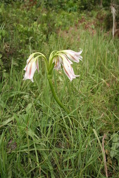 Image of Crinum ornatum (Aiton) Herb.