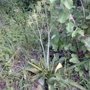 Image de Aloe buettneri A. Berger