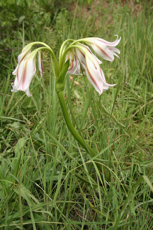 Imagem de Crinum ornatum (Aiton) Herb.