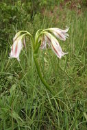 Image of Crinum ornatum (Aiton) Herb.