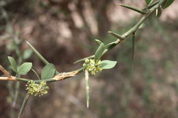 Plancia ëd Balanites aegyptiaca (L.) Delile