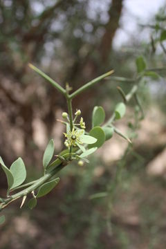 Image of Balanites aegyptiaca (L.) Delile