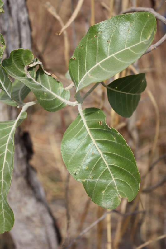 Imagem de Combretum glutinosum Perr. ex DC.