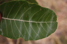 Imagem de Combretum glutinosum Perr. ex DC.