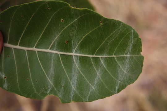 Combretum glutinosum Perr. ex DC. resmi