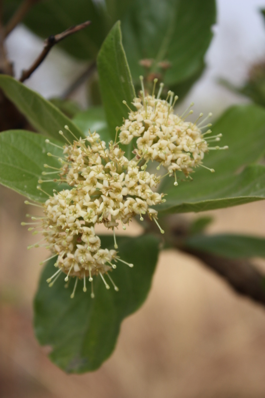 Image of Common crown-berry