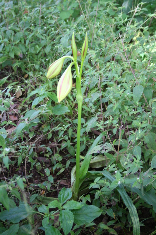 Imagem de Crinum ornatum (Aiton) Herb.