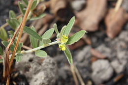 Image of Eriosema griseum Baker