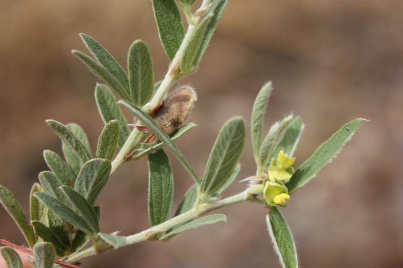 Image of Eriosema griseum Baker