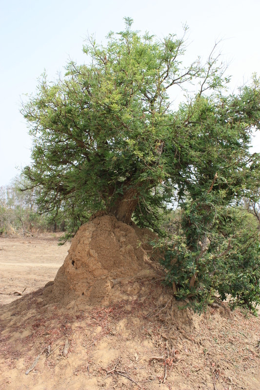 Image of tamarind