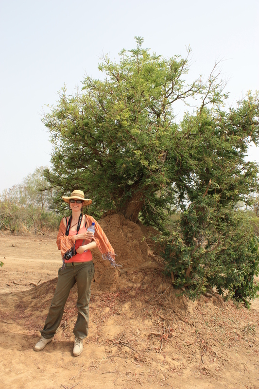 Image of tamarind