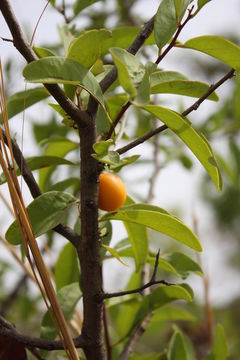 Image of tallow wood