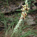 Image of Crotalaria comosa Baker