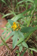 Image of Crotalaria macrocalyx Benth.