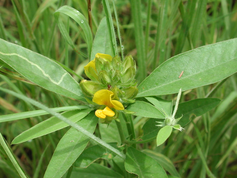 Image of Crotalaria macrocalyx Benth.