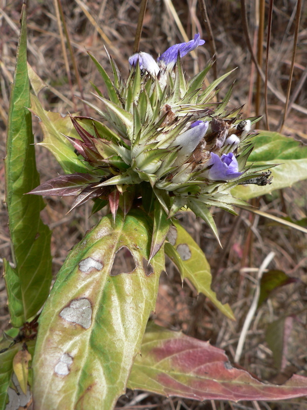 Слика од Blepharis grandis C. B. Cl.