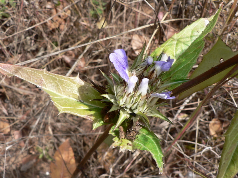 Image of Blepharis grandis C. B. Cl.