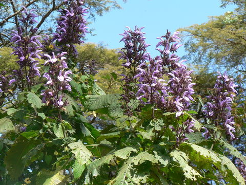 Image of Giant salvia