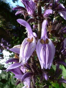 Image of Giant salvia