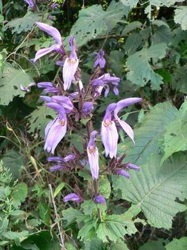 Image of Giant salvia