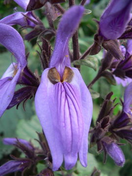 صورة Brillantaisia cicatricosa Lindau