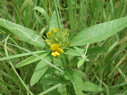 Image of Crotalaria macrocalyx Benth.