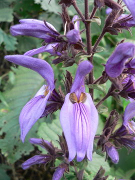 Image of Giant salvia