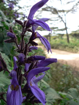 صورة Brillantaisia cicatricosa Lindau