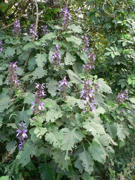 Imagem de Brillantaisia cicatricosa Lindau