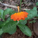 Image of Crossandra greenstockii S. Moore