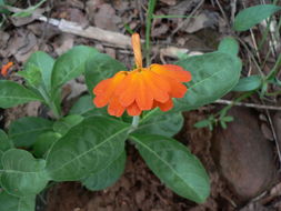 Image of Crossandra greenstockii S. Moore