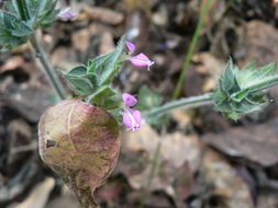 Image of <i>Dicliptera mossambicensis</i>