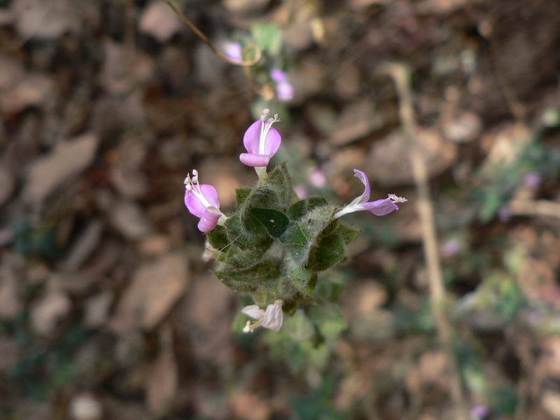 Image of <i>Dicliptera mossambicensis</i>